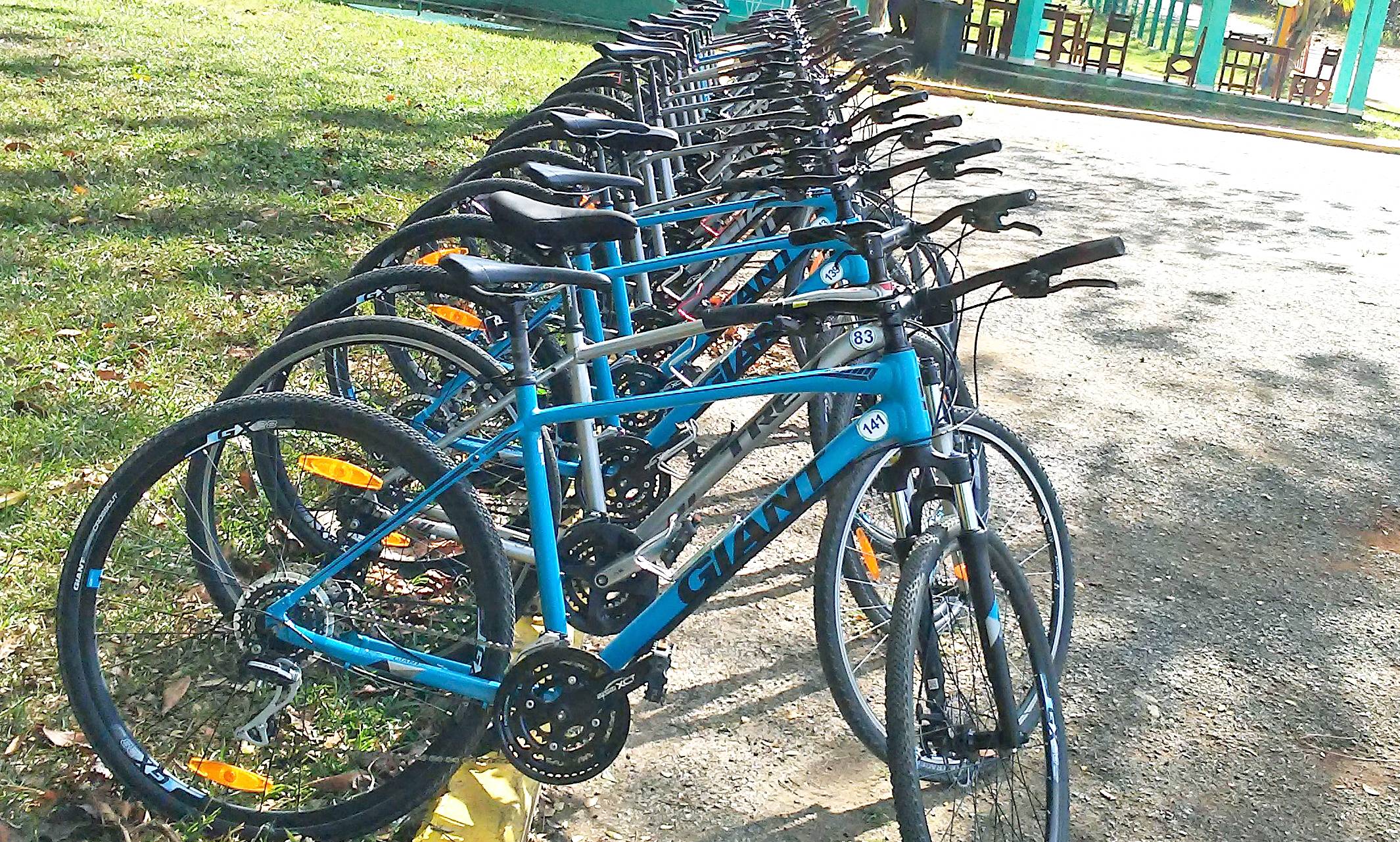 Row of blue Giant Brand bikes